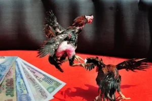 Bí Kíp Cược Đá Gà Sabong Tại GD365 Đỉnh Cao Thu Lời Hàng Triệu Đồng